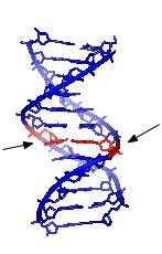 Naprawa DNA Naprawę pęknięć jednoniciowych DNA (SSB ang. single-strand breaks) Naprawę pęknięć dwuniciowych DNA (DSB ang.
