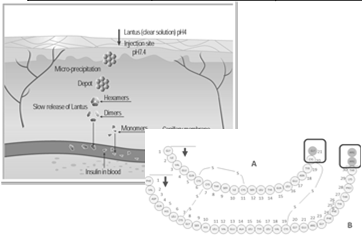 receptor dla insuliny Insuliny Szybkodziałające analogi: lispro, aspart, insulina glulizynowa Krótkodziałające insuliny: regular Insuliny o średniodługim (pośrednim) czasie : NPH, NPL, lente Insuliny