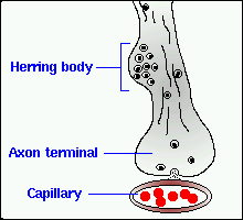 Część nerwowa przysadki (neuroektoderma) Płat tylny czyli wyrostek lejka Trzon lejka Wyniosłość pośrodkowa guza popielatego Aksony neuronów sekrecyjnych podwzgórza (jądra wielkokomórkowe), w których