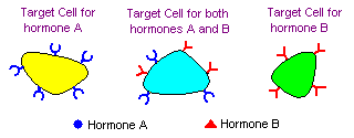 Klasyfikacja hormonów w oparciu o ich skład: Białka, peptydy i glikoproteiny insulina, glukagon, FSH Analogi aminokwasów i ich pochodne