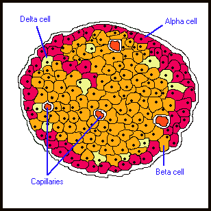 Trzustka część wewnątrzwydzielnicza Komórki D Komórki A Część zewnątrzwydzielnicza Wyspa trzustkowa Naczynia Komórki B
