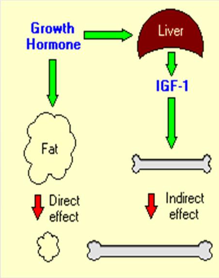 Pobudza syntezę białek w komórce Wpływa na metabolizm węglowodanów i tłuszczów Pod wpływem GH następuje wzmożenie lipolizy w komórkach tłuszczowych aktywuje lipazę lipoproteinową Somatotropina ludzka