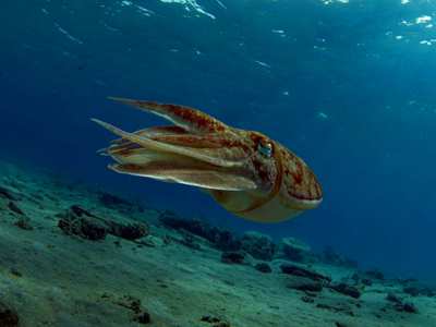 MAJÓWKA NURKOWA DALEKIM POŁUDNIE EGIPTU EGIPT, SHAMS ALAM (60 KM NA POŁUDNIE OD MARSA ALAM) CENA: 3.887,00zł TERMIN: 25.04-02.05.