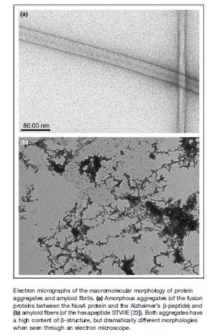 Amyloid