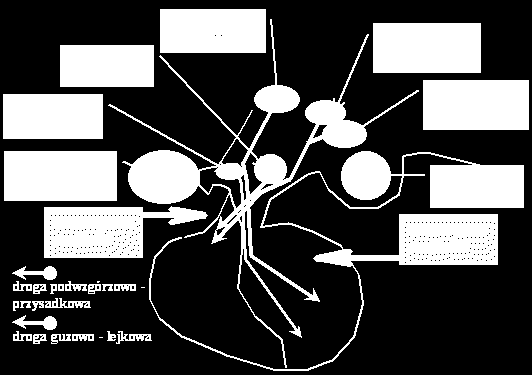 przykomorowe i nadwzrokowe) - hormony uwalniające i