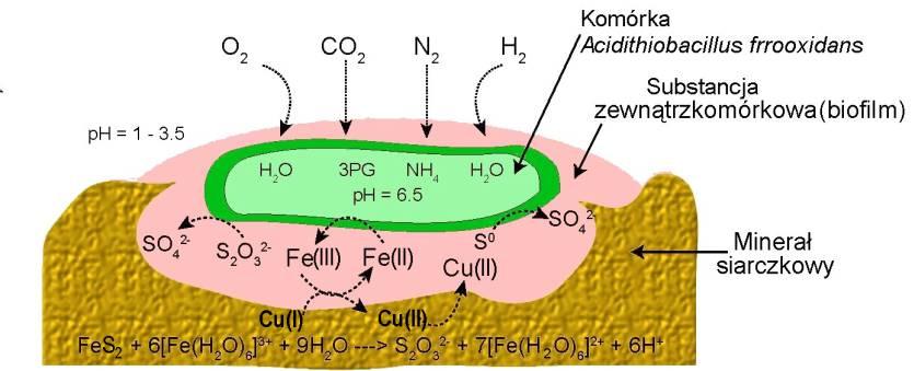 Mechanizm bezpośredniego bioługowania minerału siarczkowego FeS 2