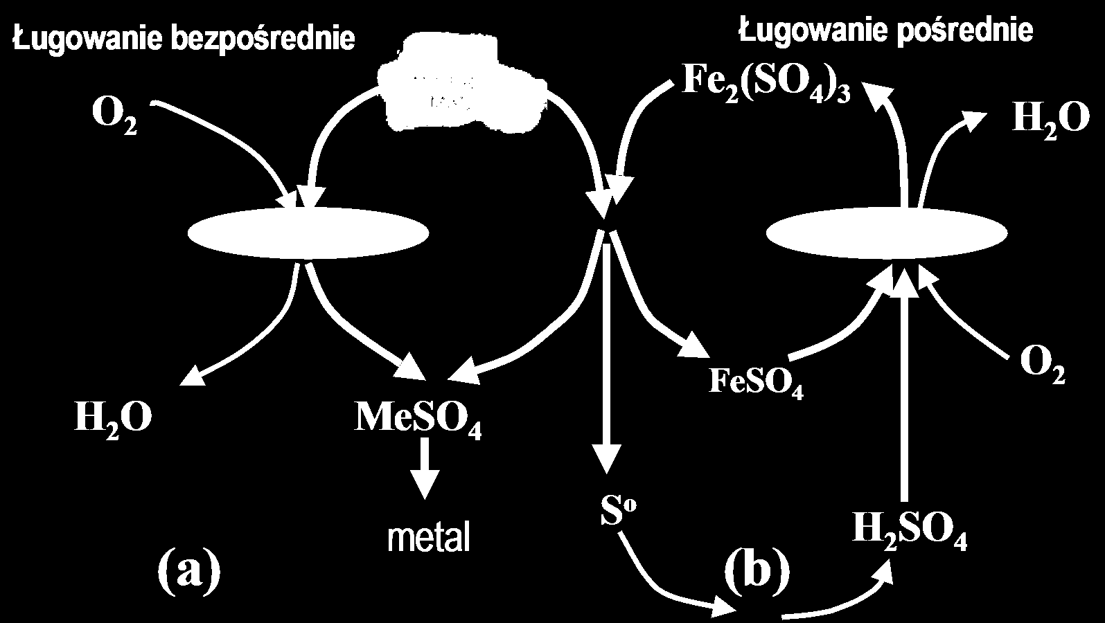 Rola bakterii Acidithiobacillus Thiooxidans oraz Acidithiobacillus Ferrooxidans w