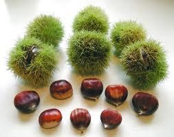 południowe winogrona, cytryny, pomarańcze, mandarynki, grejpfruty, banany, ananasy, kiwi, melony, arbuzy, mango, figi, daktyle, granaty, kaki, karambola