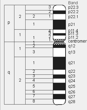 podłoże idiopatyczne Prawdopodobnie: Zfx USP9X nieznane mutacje punktowe na chromosomie X chromosomach autosomalnych XIST najczęstsza przyczyna POF 50 % podłoże genetyczne brak jednego z chromosomów
