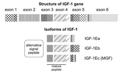 gen IGF-I
