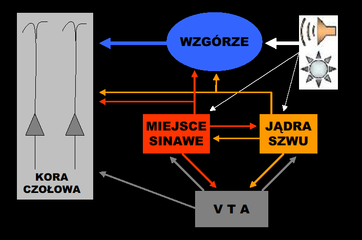Bezpośrednio pobudzają neurony kory czołowej; Pośrednio pobudzają neurony kory czołowej, poprzez wpływ na inne struktury mózgu i zaburzenie przekaźnictwa 5-HT, NA, DA; Zaburzają pracę miejsca