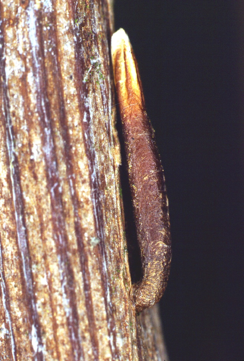 164 E. FUGLEWICZ, S. FUGLEWICZ Fot. 1. Imago Coleophora hydrolapathella M. H ERING, 1921. Phot. 1. Adult Coleophora hydrolapathella M. H ERING, 1921. Fot. 2.
