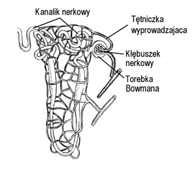 Oblicz, ile punktów wg skali Apgar przyznano by opisanemu niżej noworodkowi. Zapisz wszystkie punktacje w pierwszej kolumnie tabeli.