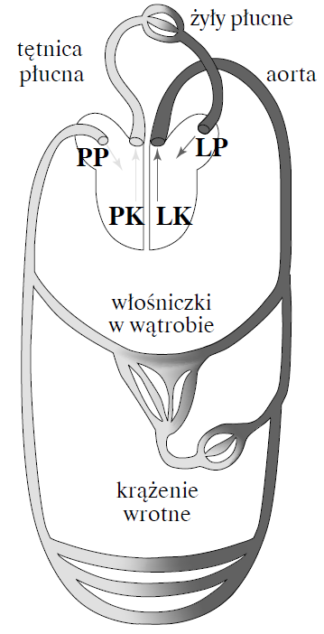 Zadanie 16. (0 2) Choroby człowieka często są wywoływane przez wirusy i bakterie. Przyporządkuj wszystkie wymienione poniżej choroby (A D) do odpowiedniej kategorii. A. żółtaczka B. gruźlica C.