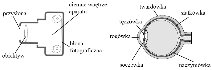 Aparat fotograficzny działa na podobnej zasadzie jak oko człowieka.