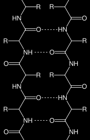 beta-harmonijki, (β-kartki, struktury pofałdowanej kartki β-harmonijki): równoległe antyrównoległe mieszane harmonijka φ ψ ω reszt na skręt równoległa -139 135 180 2 3,2