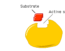 Budowa enzymu substrat - H 2 O 2 centrum aktywne substrat centrum aktywne Centrum aktywne zgrupowanie wlaściwych reszt aa (często z odległych łańcuchów