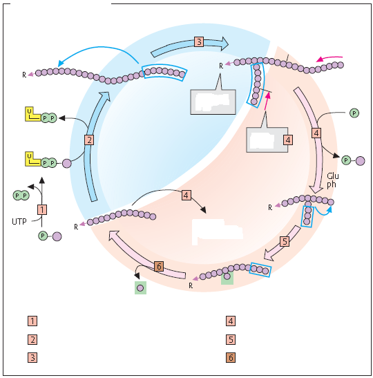 METABOLIZM GLIKOGENU łańcuch 1-4 glukanu (nierozgłęziony) łańcuch 1-4 glukanu (rozgłęziony 1-6) R-koniec redukujący UDPglukoza SYNTEZA rozkład przez glukozo-1- fosforan glukozo-1- fosforan DALSZY