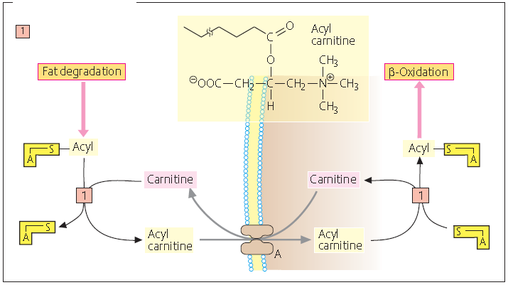 TRANSPORT KWASÓW TŁUSZCZOWYCH acylotransferaza karnitynowa Acylokarnityna MITOCHONDRIA Rozkład tłuszczów -Oksydacja