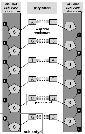 koniec 5 koniec 3 DNA to nierozgałęziony polimer zbudowany z monomerycznych