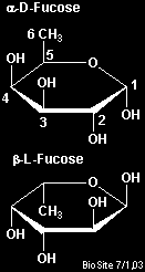 Izomery konfiguracyjne L kwas iduronowy fukoza