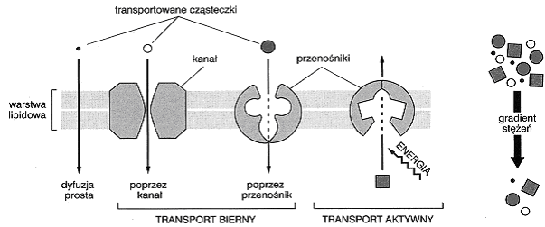 Zadanie 16. (1 pkt) Na rysunku przedstawiono cztery sposoby przenikania substancji przez błonę komórkową.