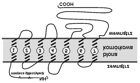 2.4 Funkcje białek 25 Rysunek 2.11. Schemat ułożenia w błonie receptora związanego z białkiem G (β-adrenergicznego) komórkowej. Kanały jonowe obecne są w błonach wszystkich żywych organizmów.