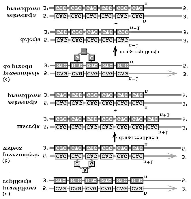 58 4 Replikacja DNA, mutacje i naprawa Rysunek 4.17. Mutacje powodowane przez przesunięcie replikacji w obrębie sekwencji powtarzających się.