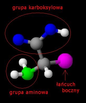 Aminokwasy Są to podstawowe jednostki budujące białka. Zbudowane są z grupy aminowej(1), grupy karboksylowej(2), atomu wodoru oraz ze specyficznego dla każdego aminokwasu łańcucha bocznego(4).