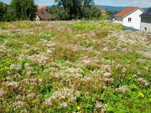 Zalety dachu zielonego Sopranature odzyskiwanie terenów zielonych wykorzystanych pod zabudowę mają lepsze parametry ognioochronne ni typowe dachy dzięki posiadaniu warstwy wegetacyjnej, w ponad 50%