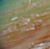 Pryszczarek porzeczkowiec pędowy Black currant stem midge -Resseliella ribis Muchówka 1,7-2,3 mm, zimują larwy w glebie Larwy niszczą jednoroczne pędy, redukcja owocowania Midge 1,7-2.
