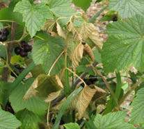 Pryszczarek porzeczkowiec pędowy Black currant stem midge - R.