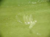 Pryszczarek porzeczkowiak liściowy Black currant leaf midge Dasyneura tetensi Muchówka 1-2 mm, larwy żerują na najmłodszych liściach, hamuje wzrost. Największe szkody w szkółkach i matecznikach.