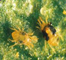 Przędziorek chmielowiec Two-spotted spider mite -Tetranychus urticae Zimują samice (0,5 mm), Żeruje na dolnej stronie liści, wysysa sok,