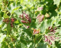 Mszyce - Aphids mszyca porzeczkowa Aphis schnaeideri Mszyca porzeczkowo-mleczowa Hyperomyzus lactucae mszyca porzeczkowo-sałatowa Nasonovia ribis-nigri mszyca porzeczkowo-czyściecowa- Cryptomyszus