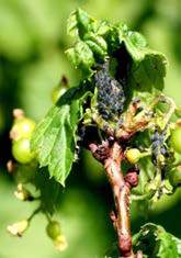 Mszyce Aphids Monitoring Kontrola obecności jaj zimujących, uszkodzonych liści, wierzchołków wzrostu Próg zagrożenia -10%