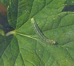 Najważniejsze szkodniki porzeczki The most important pests of currants (2) Pryszczarek porzeczkowiec pędowy Black currant stem midge