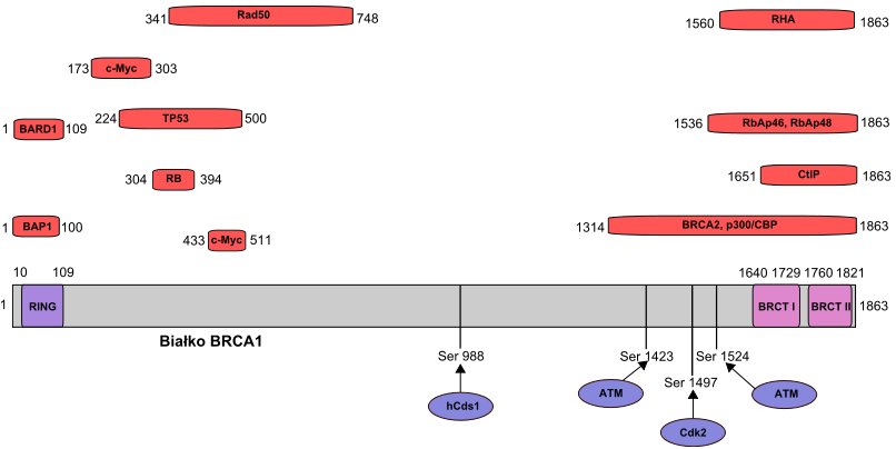 BRCA1 Białko BRCA1 uczestniczy w naprawie uszkodzonego DNA - 1863 aminokwasy gen - 80 kpz DNA (24 egzony) lokalizacja: długie ramie 17 chromosomu w locus 17q21 mrna - 7,8 kpz http://pl.wikipedia.