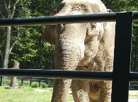 Zoo w Krakowie Jest jedno Zoo w Krakowie, nazywa sie Miejski Park i Ogród Zoologiczny. To dosyć duży teren, mieszka tam mniej więcej tyle zwierząt, ile w przeciętnym japońskim Zoo.