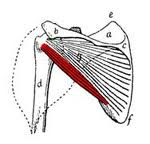 Mięśnie obrotowe ramienia 1. M. podłopatkowy p.p. powierzchnia żebrowa łopatki p.k. guzek mniejszy kości ramiennej 2.