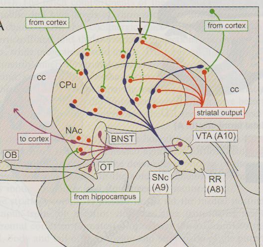 Układ nigrostriatalny - z substancji czarnej (A9) do grzbietowego striatum (gałka blada, skorupa, j.