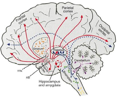 ACETYLOCHOLINA B System cholinergiczny w mózgu człowieka (A) i szczura (B) A Perry i wsp.