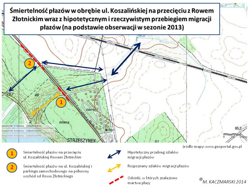3) ul. Koszalińska/Rów Złotnicki podczas wizji terenowej 23.08.2013 stwierdzono śmiertelność młodocianych płazów w dwóch lokalizacjach (Rys. 5). Pierwsza (oznaczona jako nr 1 na Rys.