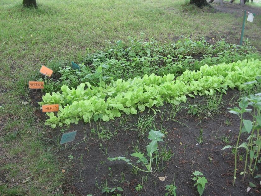 MINI OGRÓDEK WARZYWNY 19 kwietnia dzieci zatroszczyły się o zagospodarowanie grządek w ogrodzie przedszkolnym. Na grządkach wysiały: sałatę, pietruszkę, słonecznik, dynię.