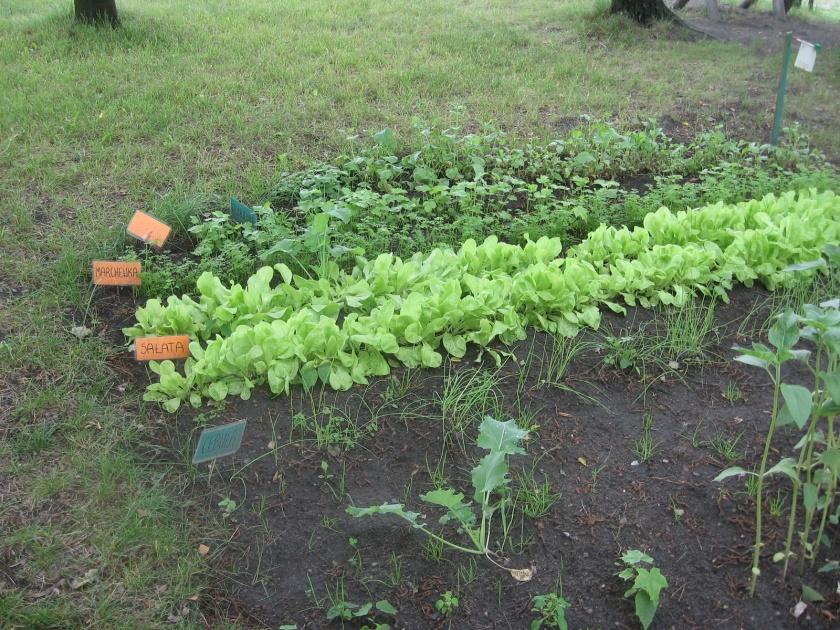 MINI OGRÓDEK WARZYWNY 19 kwietnia dzieci zatroszczyły się o zagospodarowanie grządek w ogrodzie przedszkolnym. Na grządkach wysiały: sałatę, pietruszkę, słonecznik, dynię.