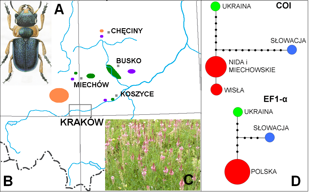 siedlisk łąkowych, które są niezbędne dla utrzymania łączności między murawami w Polsce południowo-centralnej, a w przypadku Kujaw także prawdopodobnie konieczność okresowej translokacji populacji