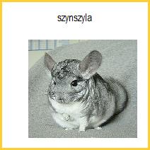 Ulubione zwierzę? Moje własne szynszyla.