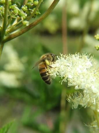 OWADY BŁONKOSKRZYDŁE PSZCZOŁOWATE Pszczoła miodna