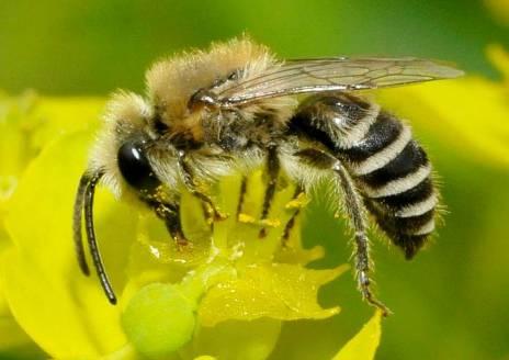 OWADY BŁONKOSKRZYDŁE PSZCZOŁOWATE Pszczoły