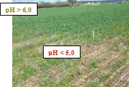 Fot. 1. Lokalne przerzedzenie łanu ma silny związek z niskim odczynem gleby (autor: W.